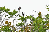 Cotinga brun