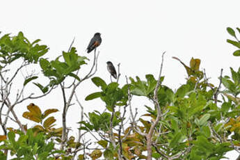 Cotinga brun