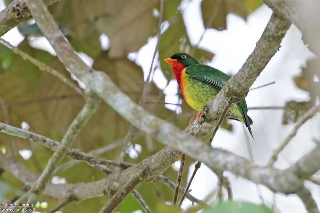 Scarlet-breasted Fruiteater male adult