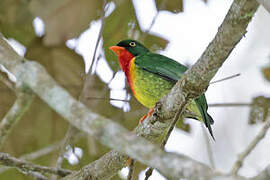 Scarlet-breasted Fruiteater