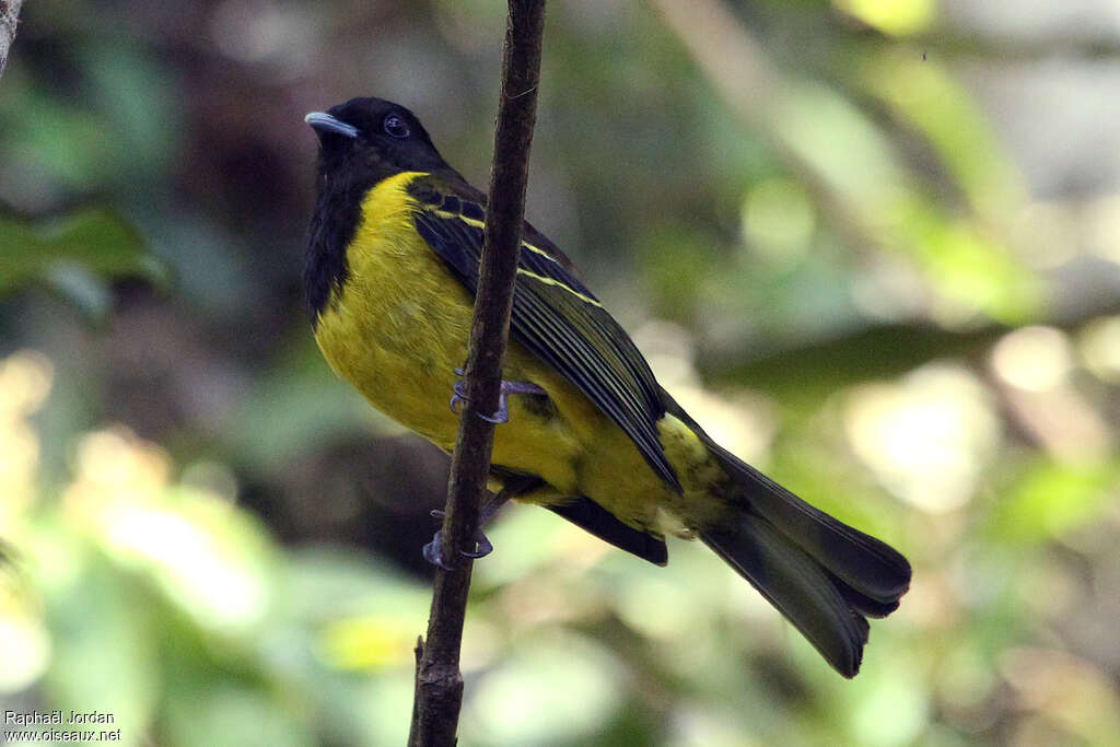 Hooded Berryeateradult, identification