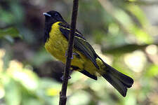 Cotinga coqueluchon