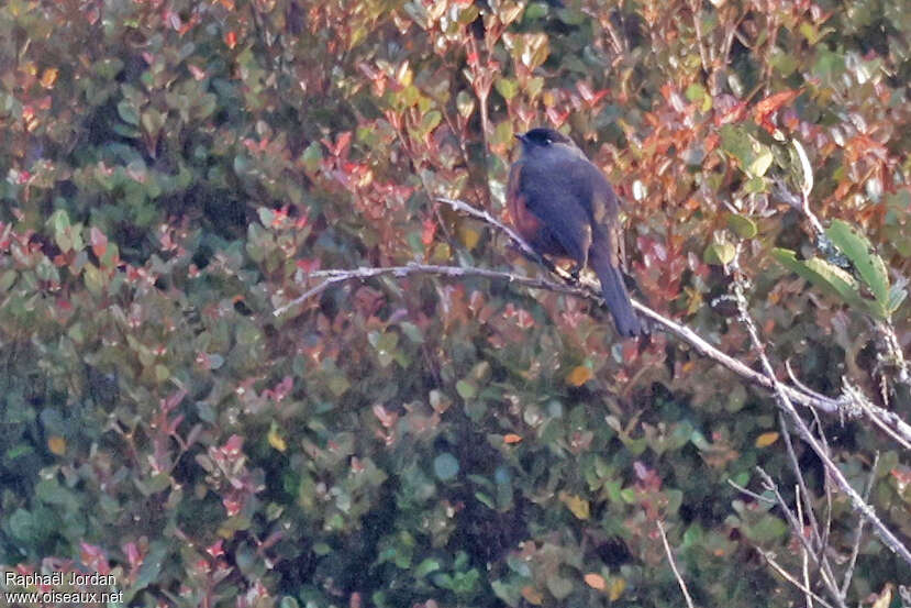 Chestnut-bellied Cotingaadult