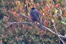 Chestnut-bellied Cotinga