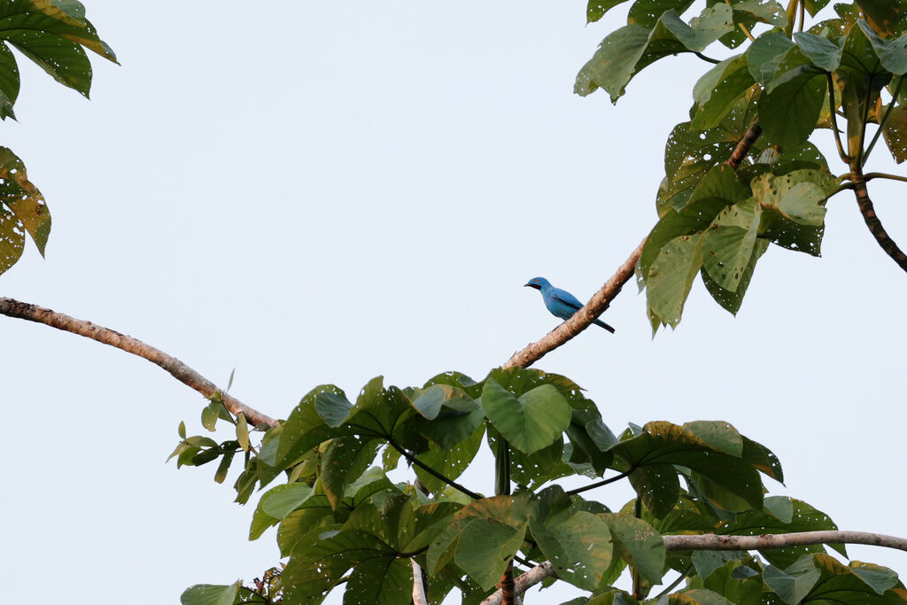 Plum-throated Cotinga male adult breeding