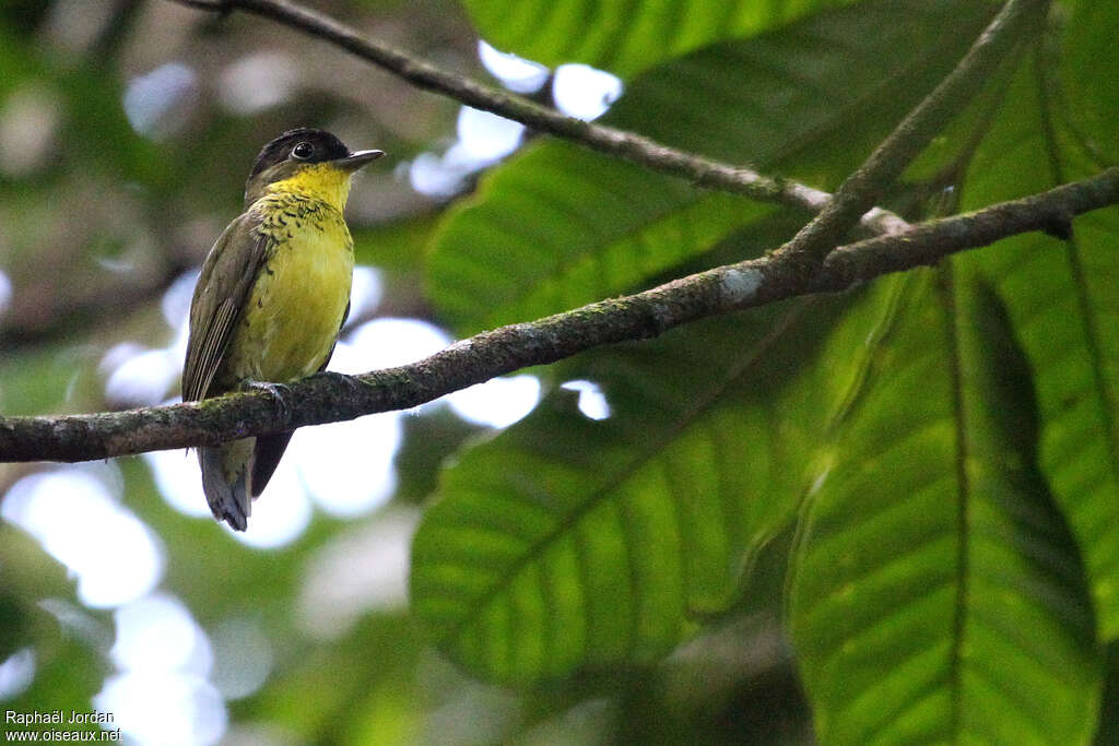 Cotinga élégant mâle adulte, identification