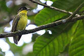 Cotinga élégant