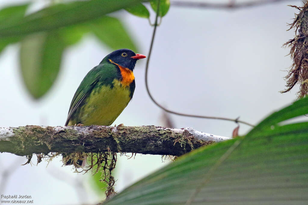 Orange-breasted Fruiteater male adult, identification