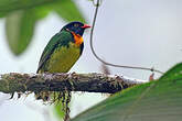 Cotinga jucunda