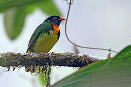 Orange-breasted Fruiteater