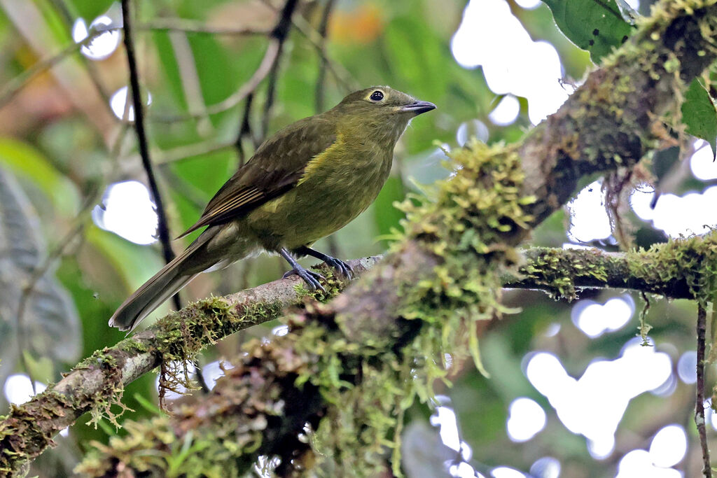 Olivaceous Piha