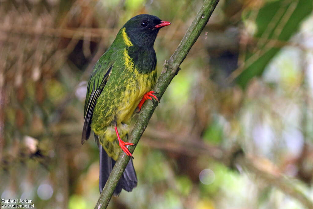 Green-and-black Fruiteater male adult, identification