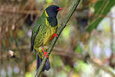 Cotinga vert et noir