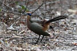 Red-capped Coua