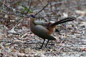 Coua à tête rousse