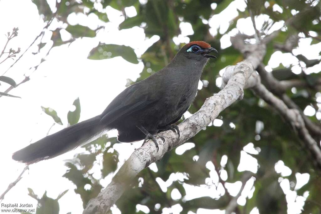 Red-fronted Couaadult, identification