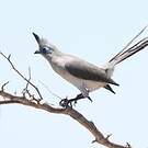 Coua de Verreaux