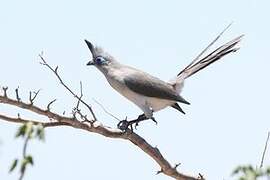 Verreaux's Coua