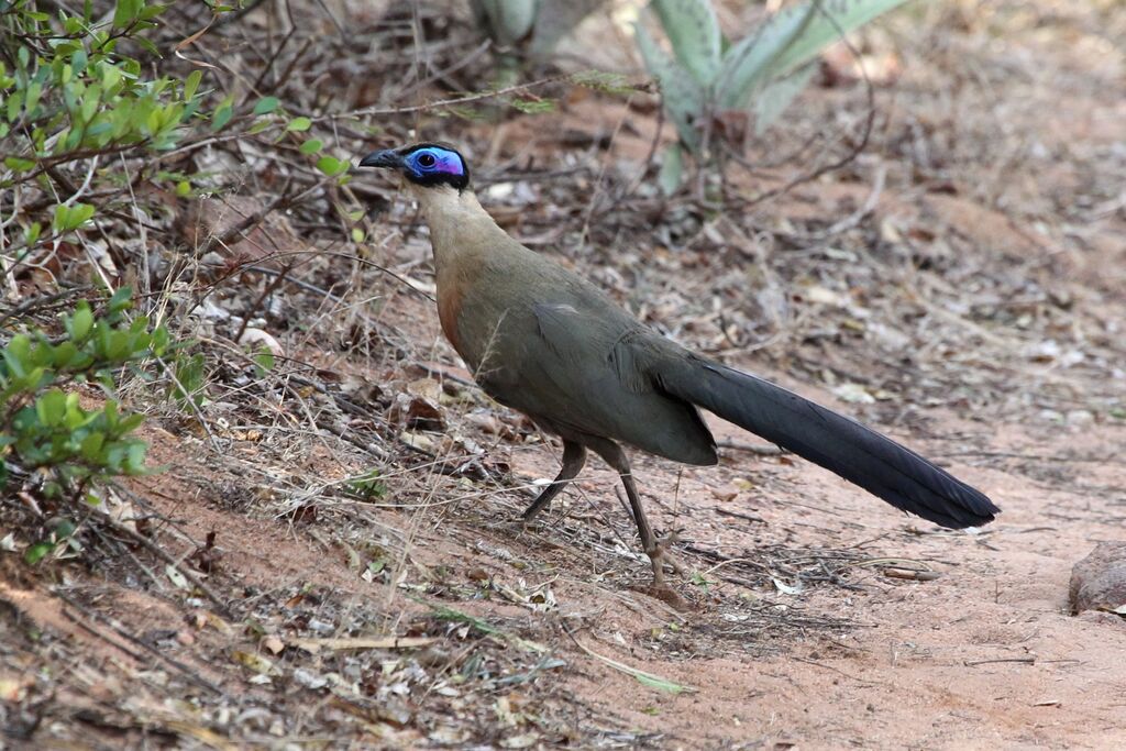 Coua géantadulte