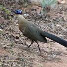Coua géant