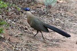 Giant Coua