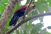 Coucal à face noire