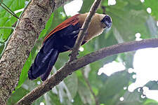 Coucal à face noire