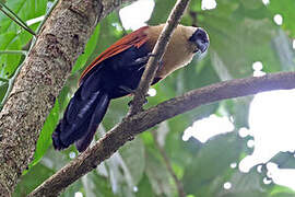 Black-faced Coucal