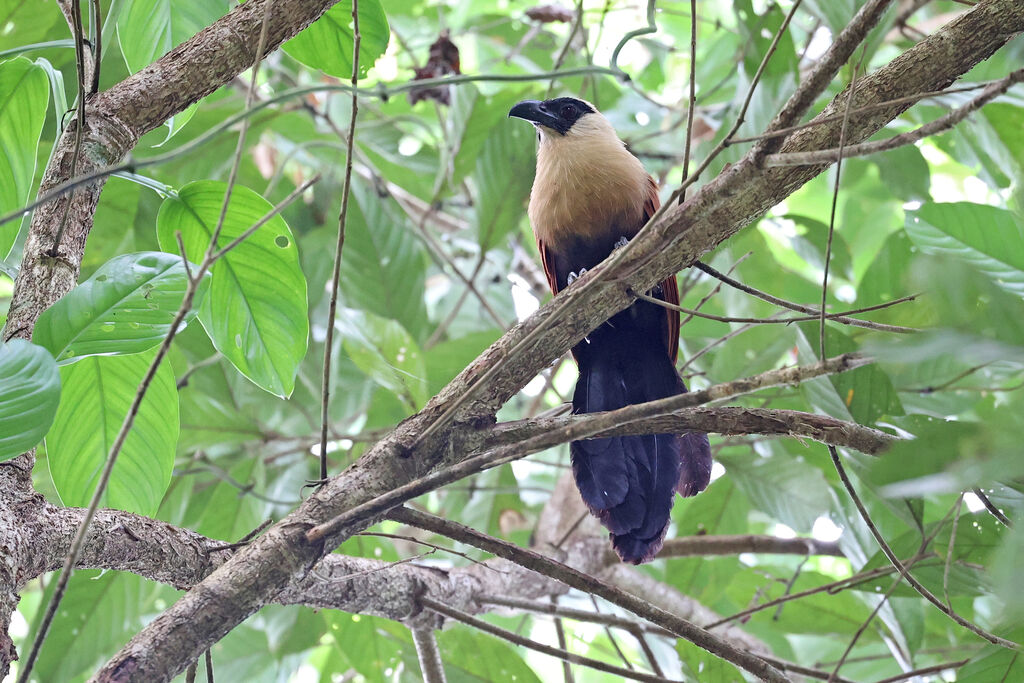 Black-faced Coucaladult