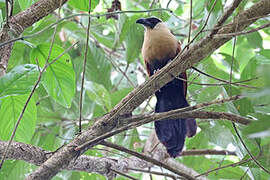 Black-faced Coucal