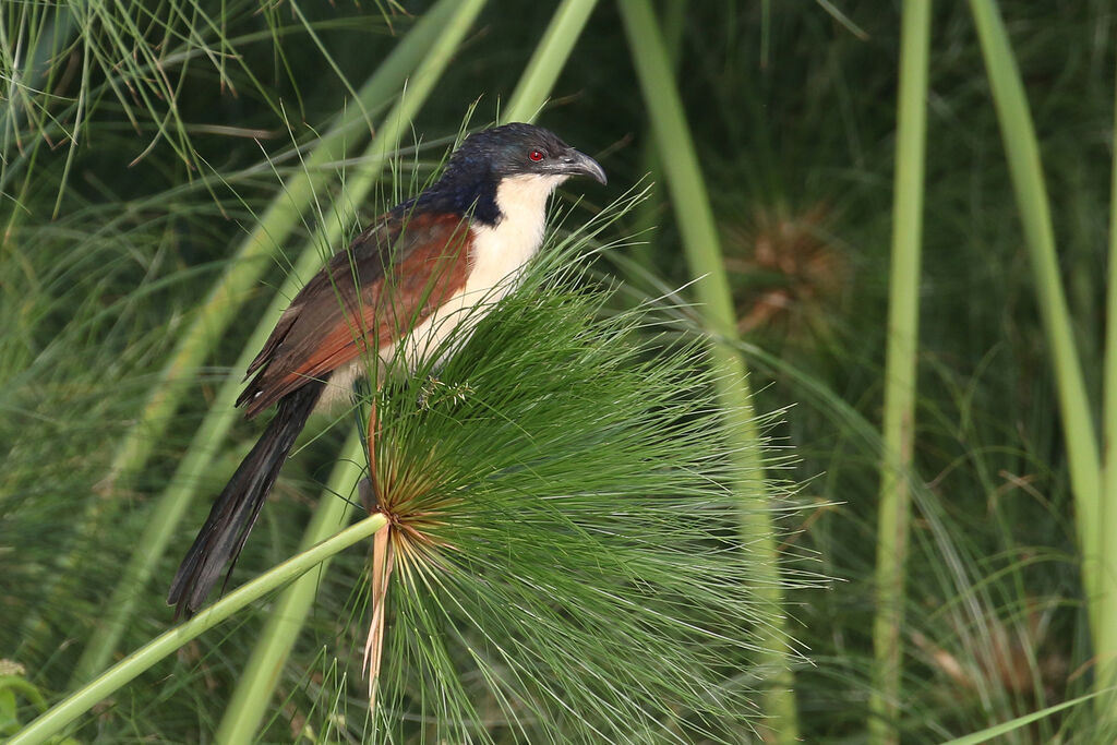 Coucal à nuque bleueadulte