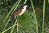 Coucal à nuque bleue