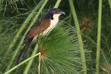 Coucal à nuque bleue