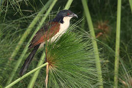 Blue-headed Coucal