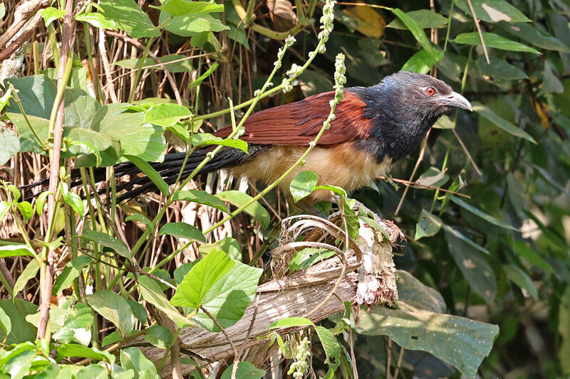 Black-throated Coucaladult