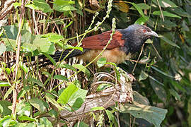 Black-throated Coucal