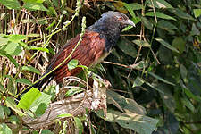 Coucal à ventre blanc