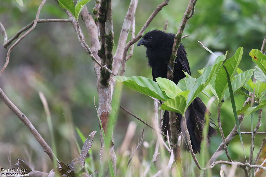 Black-billed Coucaladult