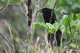 Coucal de Bernstein