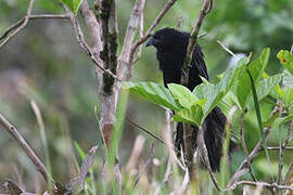 Black-billed Coucal