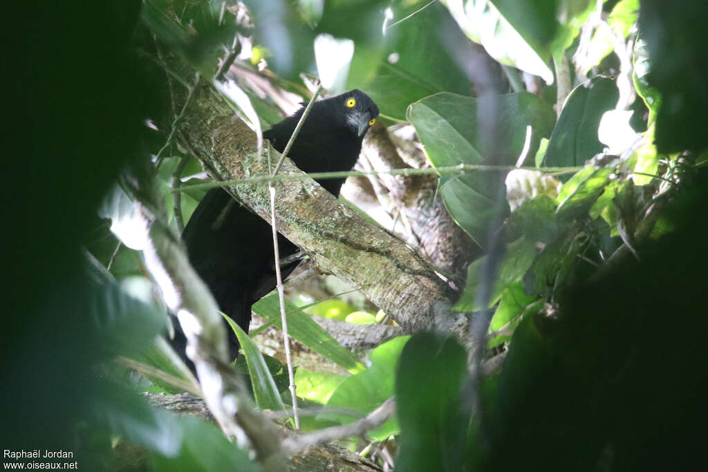 Coucal de Biakadulte, identification