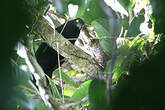 Coucal de Biak