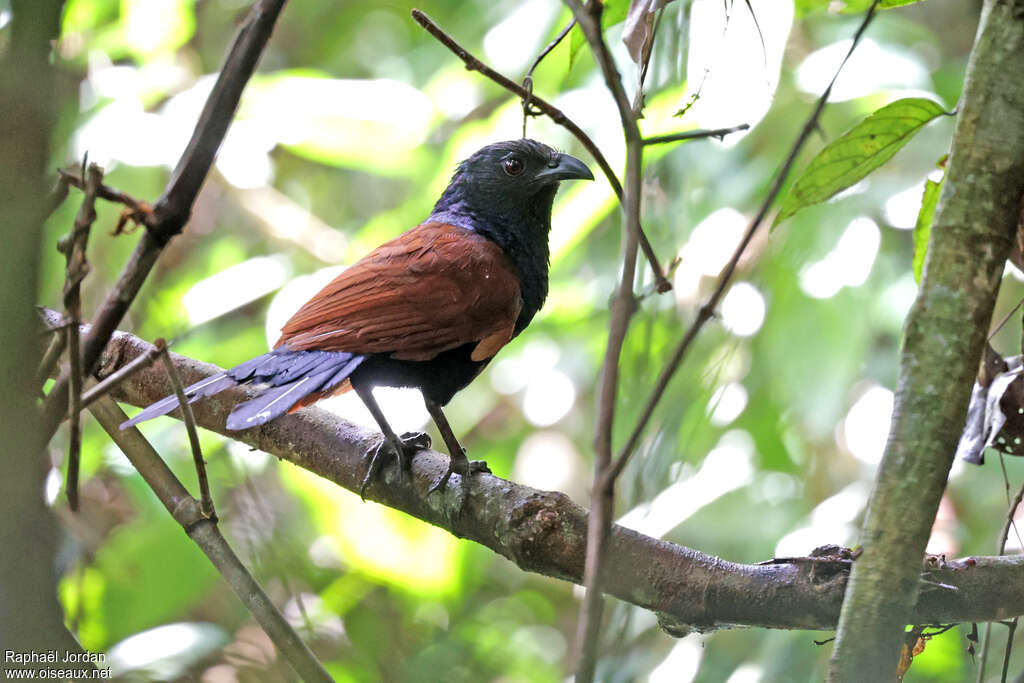 Coucal de Strickland