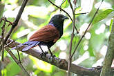 Coucal de Strickland