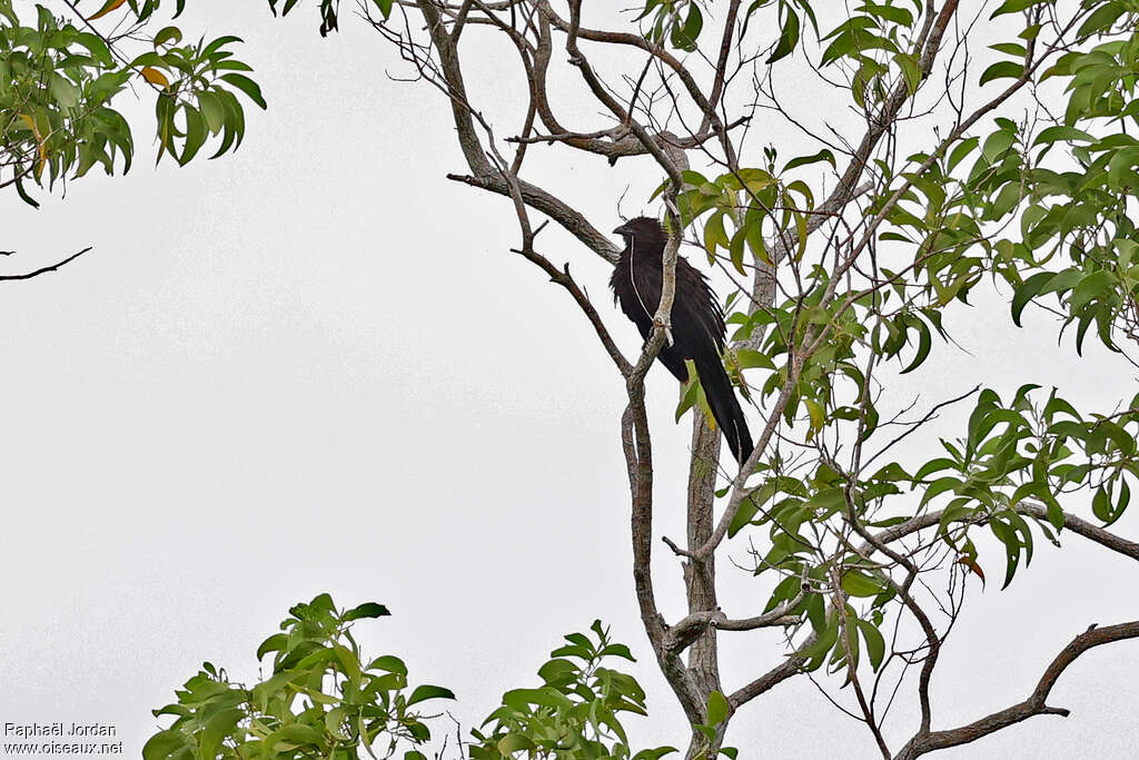Kai Coucal