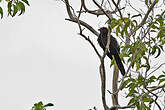 Coucal des Kaï