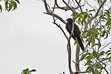 Coucal des Kaï