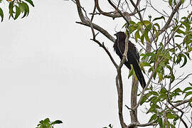 Kai Coucal