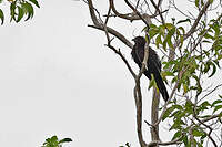 Coucal des Kaï