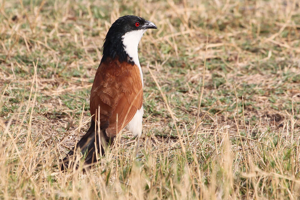 Coucal des papyrusadulte